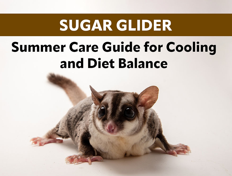 Sugar Glider Summer Care Guide for Cooling and Diet Balance