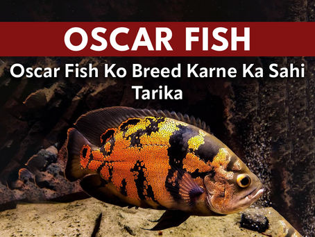 Oscar Fish Ko Breed Karne Ka Sahi Tarika
