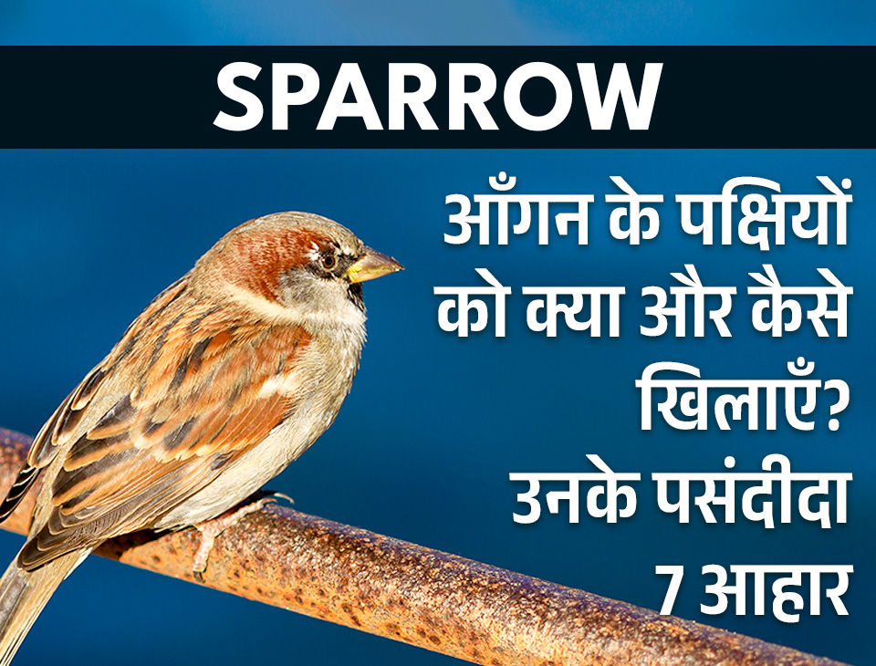 आँगन के पक्षियों को क्या और कैसे खिलाएँ? उनके पसंदीदा 7 आहार