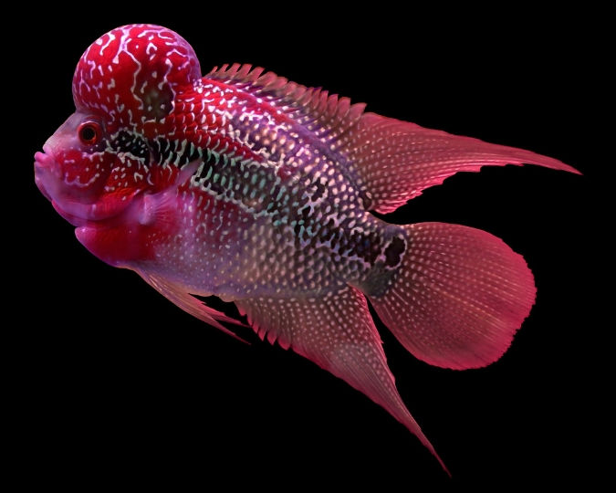 Vibrant flowerhorn fish with a large red head and pink scales against a black background. The fish displays a speckled pattern on its body.