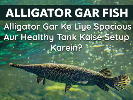  Alligator Gar Ke Liye Spacious Aur Healthy Tank Kaise Setup Karein?