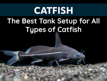 The Best Tank Setup for All Types of Catfish