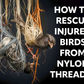 How to Rescue Injured Birds from Nylon Threads? This Kite Season