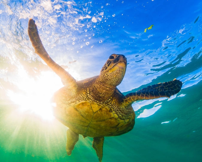 Sea turtle swims underwater, sunlight shining through clear blue ocean. Calm and serene atmosphere with rippling water surface above.