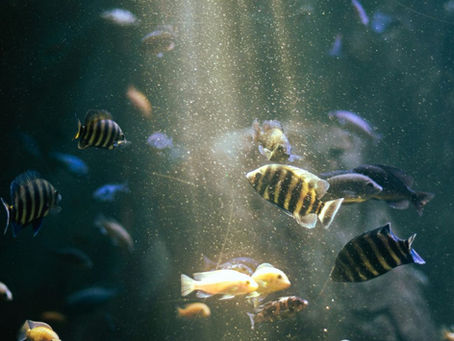 Indonesian Tiger Fish Ki Breeding Guide