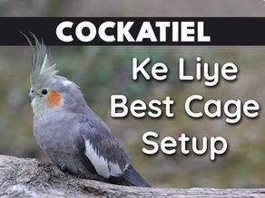 Cockatiel Ke Liye Best Cage Setup: Captivity Me Perfect Ghar Kaise Banayein?