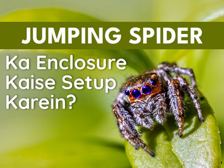Jumping Spider Ka Enclosure Kaise Setup Karein? Complete Guide