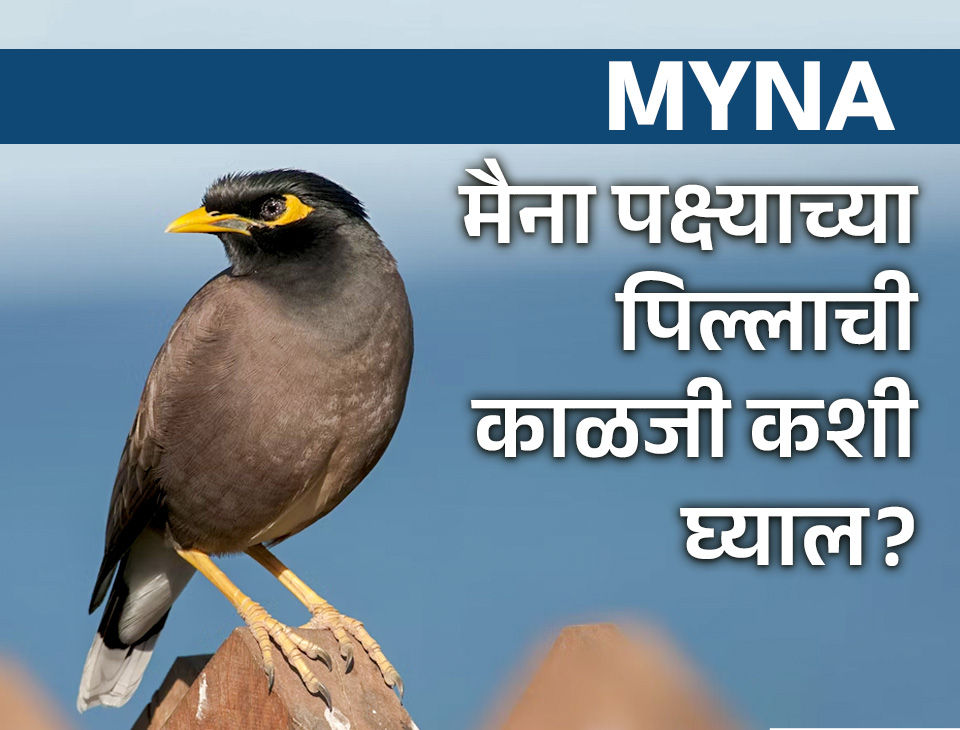 मैना पक्ष्याच्या पिल्लाची काळजी कशी घ्याल? संपूर्ण गाईड