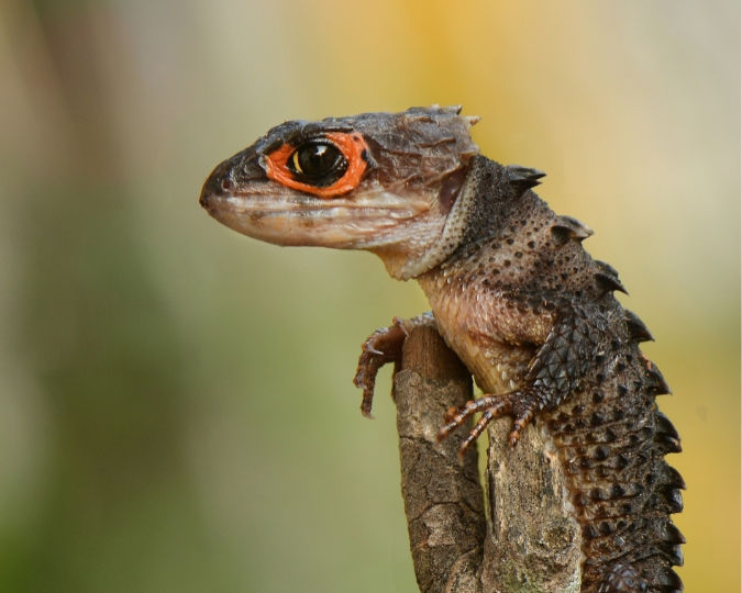 Red-Eyed Crocodile Skink Breeding Guide: Eggs Aur Baby Care