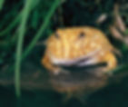 Orange Pacman frog sits on a stone by water, surrounded by green leaves. Its reflection is visible, creating a calm, natural scene.
