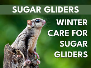 Winter Care for Sugar Gliders: Complete Cold Weather Guide