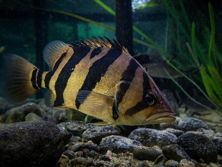 Indonesian Tiger Fish Care Guide: Complete Tank, Diet aur Health Tips