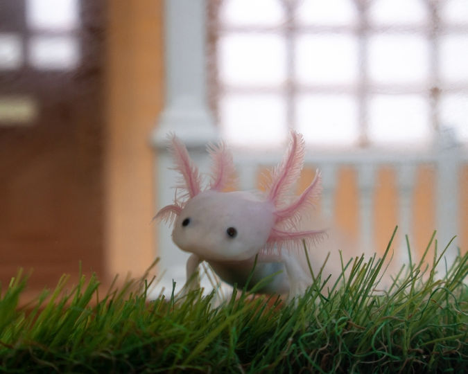 Axolotl with pink gills on green grass in front of a blurred indoor setting with bright windows, creating a serene and curious mood.