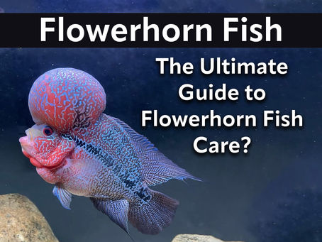 The Ultimate Guide to Flowerhorn Fish Care