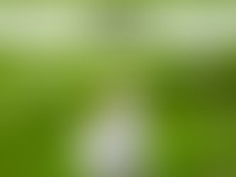 Do Mealworms Increase Egg Production in Backyard Hens?