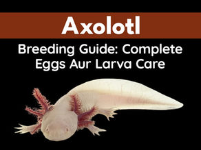 Axolotl Breeding Guide: Complete Eggs Aur Larva Care