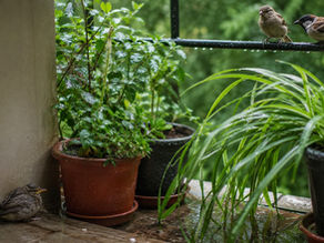 Barish Mein Baby Bird Rescue Kaise Karein?