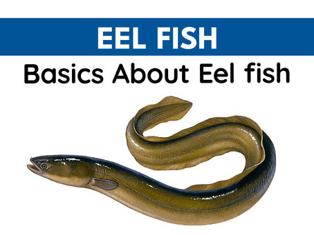 Basics About Eel fish