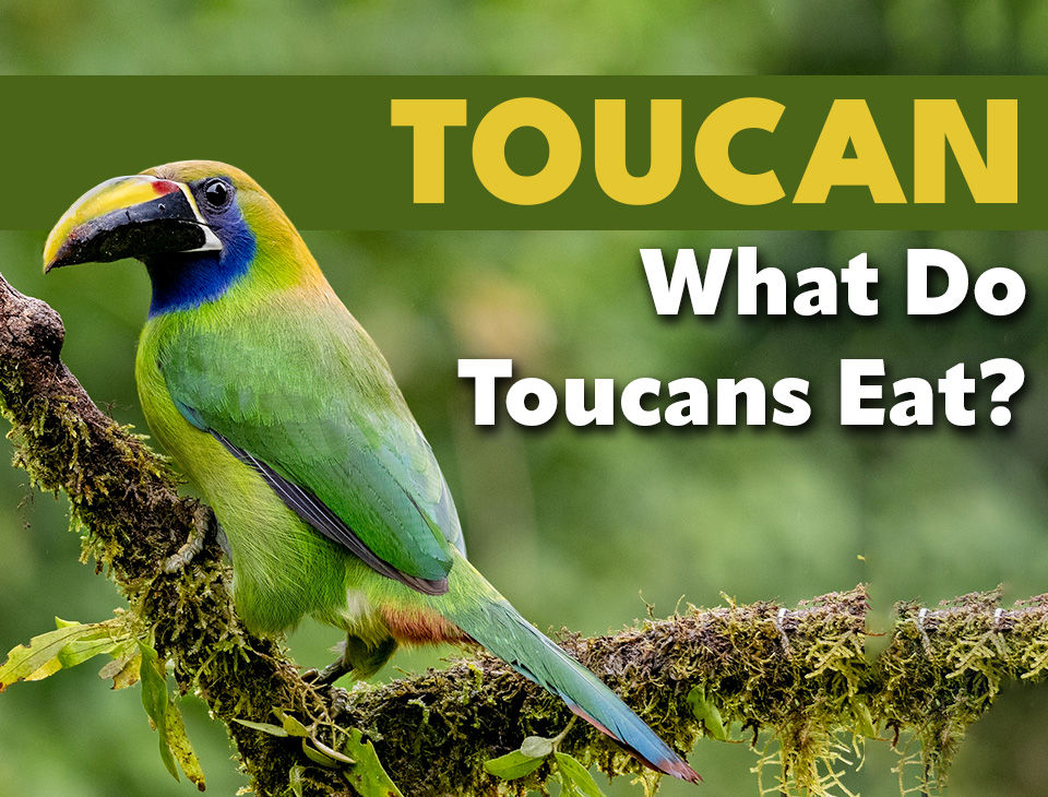 What Do Toucans Eat?