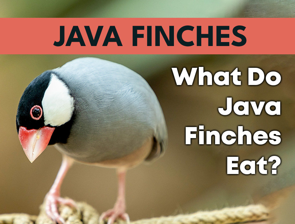 What Do Java Finches Eat?