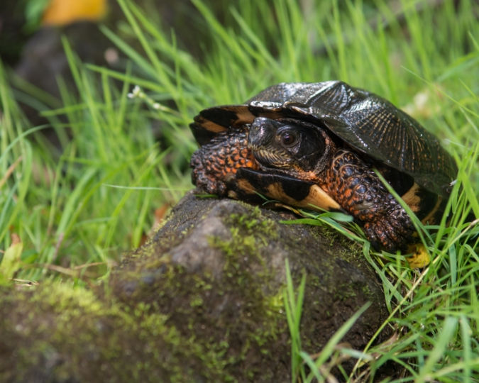 Wood Turtle Breeding Guide Covering Mating, Eggs, and Hatchling Care