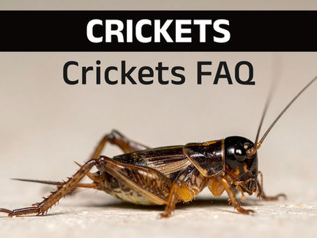 Crickets FAQ: Nutrition, Care, and Feeding Tips