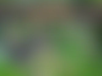 What to Feed Ducks: A Complete Guide