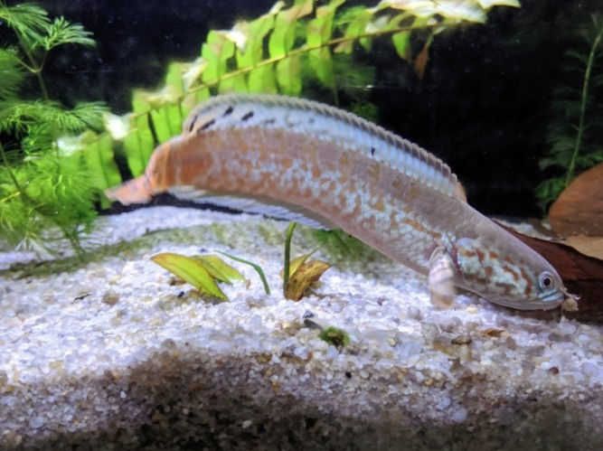 A Snakehead fish swimming in a tank with a sandy bottom and green plants. The fish has a mottled pattern and is a mix of brown and light colors.