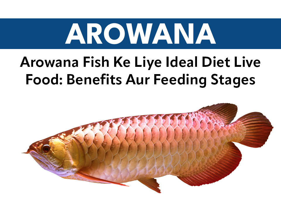 Arowana Fish Ke Liye Ideal Diet Live Food: Benefits Aur Feeding Stages