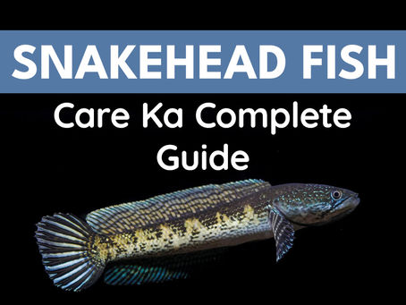 Snakehead Fish Care Ka Complete Guide