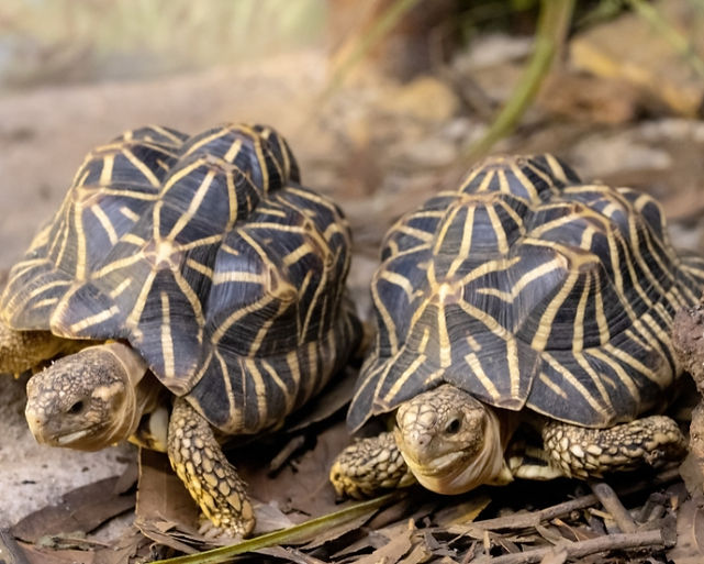 Two indian star tortoises on dry leaves, surrounded by earthy tones, giving a serene outdoor impression.