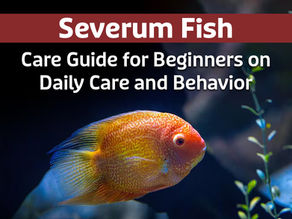 Severum Fish Care Guide for Beginners on Daily Care and Behavior
