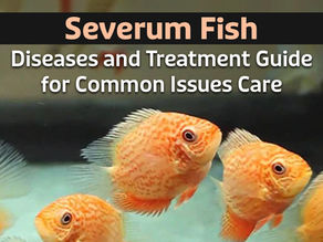 Severum Fish Diseases and Treatment Guide for Common Issues Care