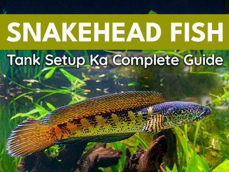 Snakehead Fish Ke Tank Setup Ka Complete Guide