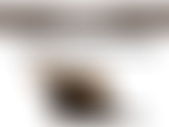 How to Care for Ferrets: Understanding Their Needs