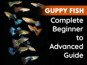 Guppy Fish Care Guide – Complete Beginner to Advanced Guide