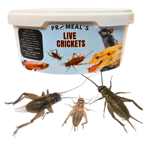 Photo inspiration: Gallery Detail: Promeal Live Crickets High Protein Treat Food For Aquarium Fish