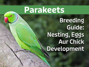 Parakeets Ki Breeding Guide: Nesting, Eggs Aur Chick Development