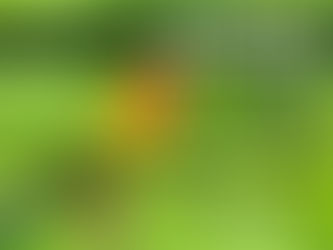 Conure Ke Liye Perfect Cage Kaise Setup Karein?