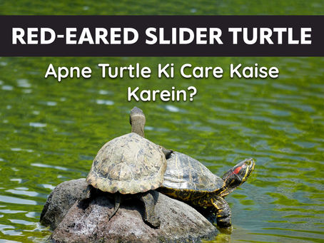 Apne Turtle Ki Care Kaise Karein? Happy Aur Healthy Pet Ke Liye Complete Guide