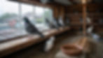 Pigeons perch in a wooden loft by a rain-speckled window, with a bowl of water and feed on the floor.
