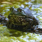 Bullfrog Breeding Guide Covering Mating, Eggs, and Tadpole Care