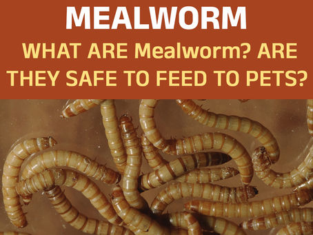  WHAT ARE CRICKETS? ARE THEY SAFE FOR PETS?