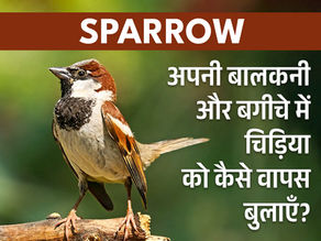 अपनी बालकनी और बगीचे में चिड़िया को कैसे वापस बुलाएँ?