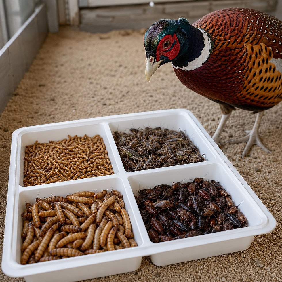 A colorful pheasant stands near a tray of various insects on sandy ground, showing interest in the food. The scene is vibrant and natural.