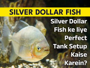 Silver Dollar Fish ke liye Perfect Tank Setup Kaise Karein?