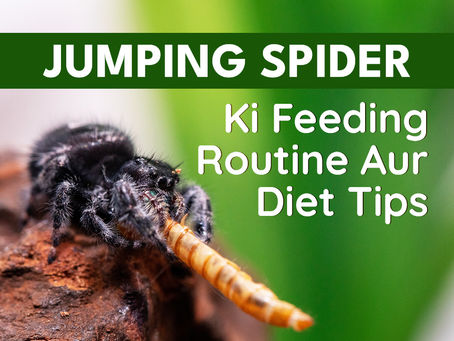 Jumping Spider Ki Feeding Routine Aur Diet Tips