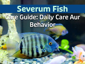 Severum Fish Care Guide: Daily Care Aur Behavior