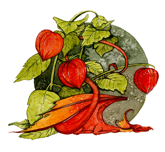 dragon entouré de physalis