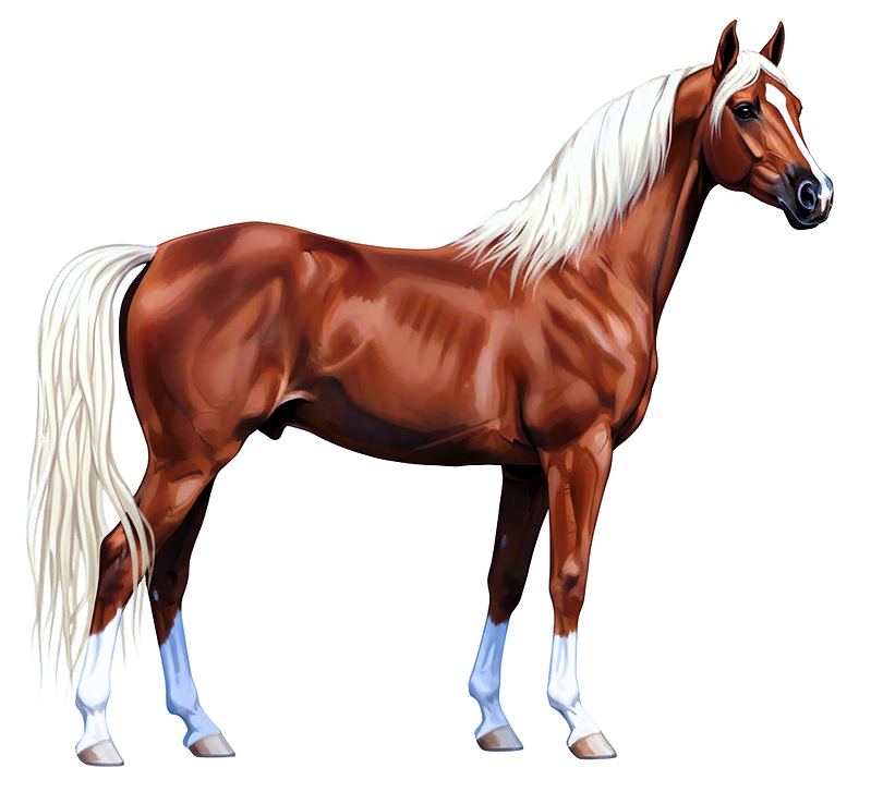 សេះ ទី១.png